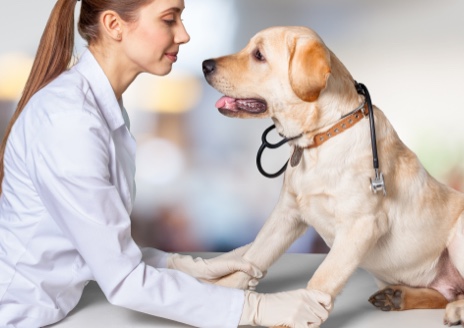 Veterinary-Medicine_merit-badge-overview