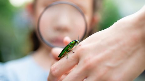 Girl seeing jewel beetle ; summer camp