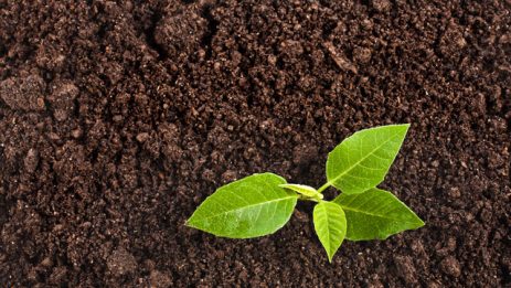 Seedling green plant surface top view textured background